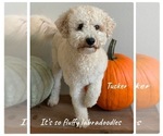 Small Photo #1 Miniature Labradoodle Puppy For Sale in GROVELAND, FL, USA