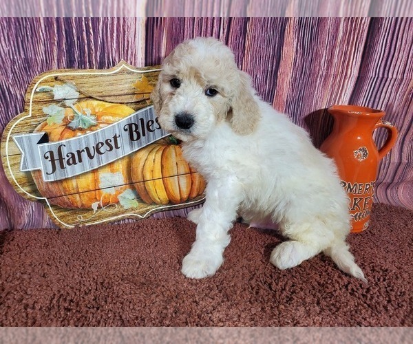 Medium Photo #3 Goldendoodle Puppy For Sale in COLORADO SPRINGS, CO, USA