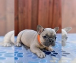 Small #1 French Bulldog
