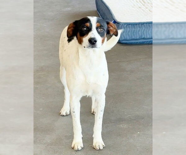 Medium Photo #3 Spaniel-Unknown Mix Puppy For Sale in Genesee, WI, USA