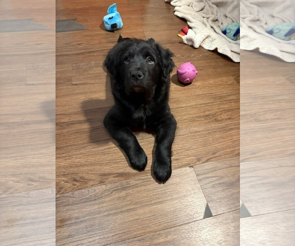 Medium Photo #3 Collie-Labrador Retriever Mix Puppy For Sale in pomfret, CT, USA