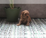 Puppy 3 Poodle (Toy)