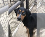 Small #5 Coonhound-Doberman Pinscher Mix