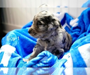 Goldendoodle Puppy for Sale in CARTHAGE, Tennessee USA