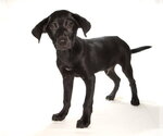 Small #1 Mutt