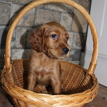 Medium Photo #6 Irish Setter Puppy For Sale in BEARTOWN, PA, USA