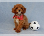Small Photo #6 Cavapoo Puppy For Sale in MILLERSBURG, OH, USA