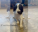 Puppy Moomoo Miss Goldendoodle