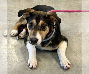 Whipbeagle Dogs for adoption in Batavia, OH, USA