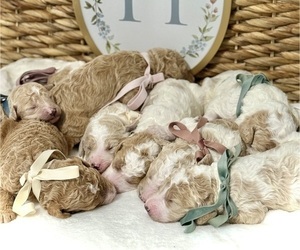 Labradoodle-Poodle (Standard) Mix Puppy for sale in LOUISVILLE, KY, USA