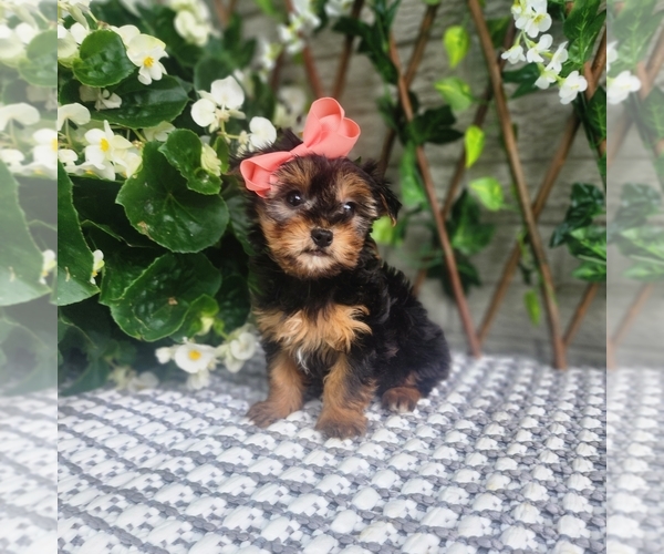 Medium Photo #8 Morkie Puppy For Sale in INDIANAPOLIS, IN, USA