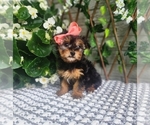 Small #7 Morkie
