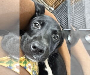 Labrador Retriever-Unknown Mix Dogs for adoption in Stephens City, VA, USA