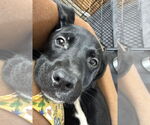 Small Labrador Retriever Mix