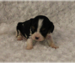 Small Photo #3 Cavalier King Charles Spaniel Puppy For Sale in HOMELAND, CA, USA