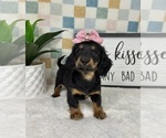 Image preview for Ad Listing. Nickname: Daphne AKC