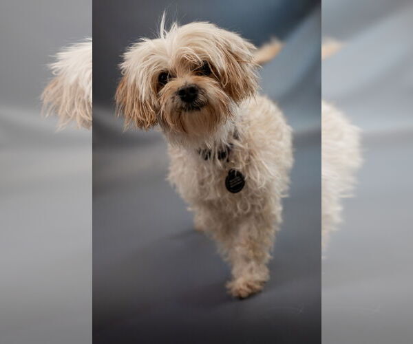 Medium Photo #2 Maltese-Unknown Mix Puppy For Sale in Princeton, MN, USA