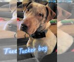 Small Photo #1 Labrador Retriever-Unknown Mix Puppy For Sale in Frankston, TX, USA