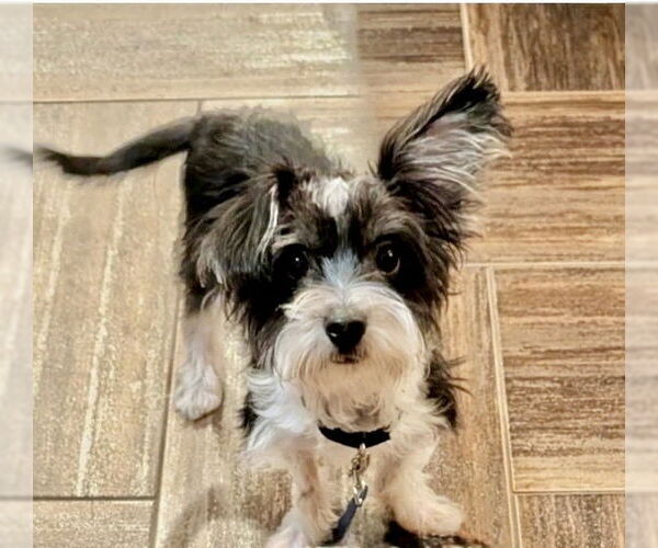 Medium Photo #3 Mutt Puppy For Sale in Omaha, NE, USA