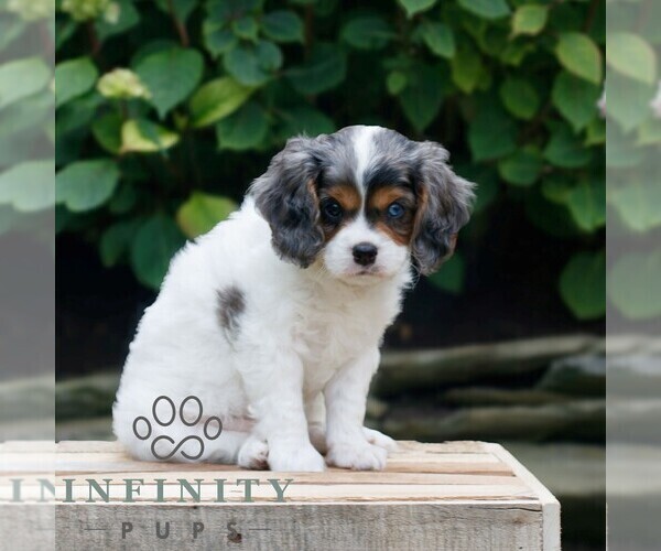 Medium Photo #3 Cavapoo Puppy For Sale in KINZERS, PA, USA