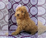 Small Photo #2 Goldendoodle-Poodle (Miniature) Mix Puppy For Sale in LANCASTER, PA, USA