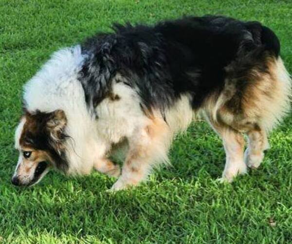 Medium Photo #1 Australian Shepherd Puppy For Sale in BEULAVILLE, NC, USA