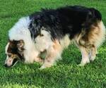 Small Photo #1 Australian Shepherd Puppy For Sale in BEULAVILLE, NC, USA