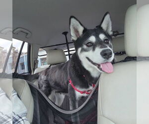 Huskies -Unknown Mix Dogs for adoption in San Jose, CA, USA