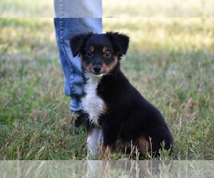 Miniature Australian Shepherd Puppy for sale in PALM COAST, FL, USA