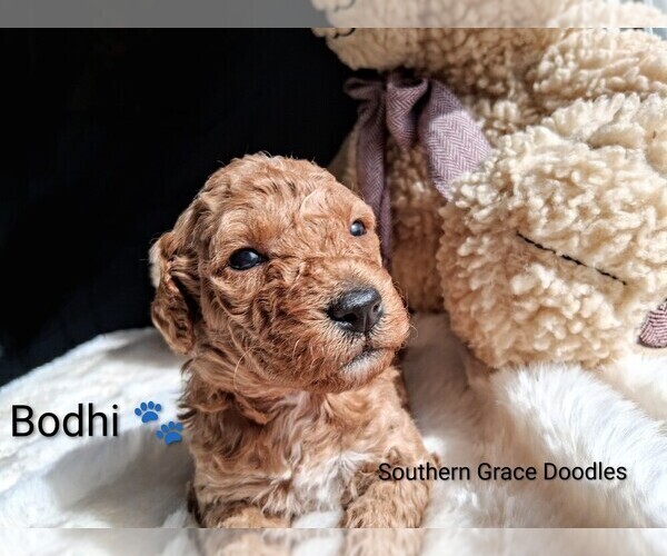 Medium Photo #21 Goldendoodle (Miniature) Puppy For Sale in GASTONIA, NC, USA