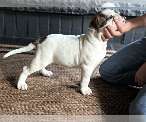 Medium Photo #5 American Bulldog Puppy For Sale in COLUMBIA, KY, USA
