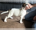 Small #4 American Bulldog