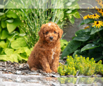 Puppy Reggie Goldendoodle (Miniature)