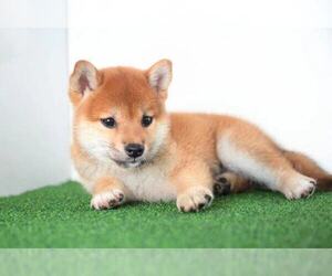Shiba Inu Puppy for sale in WOODINVILLE, WA, USA
