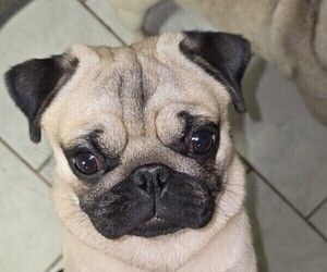 Father of the Pug puppies born on 04/10/2025