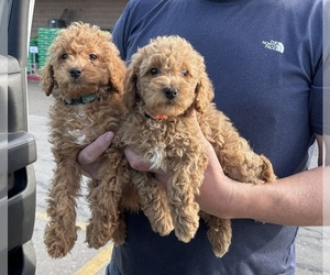 Goldendoodle (Miniature) Puppy for sale in DUBUQUE, IA, USA