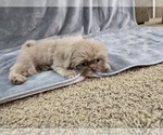 Small #3 Shih Tzu