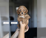 Small #2 Goldendoodle (Miniature)