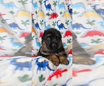 Small Photo #8 German Shepherd Dog Puppy For Sale in CLEVELAND, TN, USA