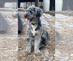 Small Photo #1 Miniature Australian Shepherd-Miniature Bernedoodle Mix Puppy For Sale in BLUE SPRINGS, MO, USA