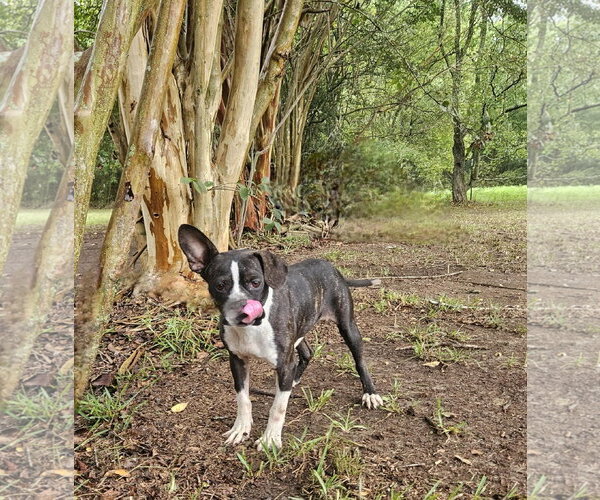 Medium Photo #6 Boston Terrier-Unknown Mix Puppy For Sale in Wakefield, RI, USA