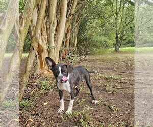 Tess - Female Boston Terrier-Unknown Mix Dog for Adoption - Photo #6