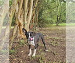 Small Photo #6 Boston Terrier-Unknown Mix Puppy For Sale in Wakefield, RI, USA