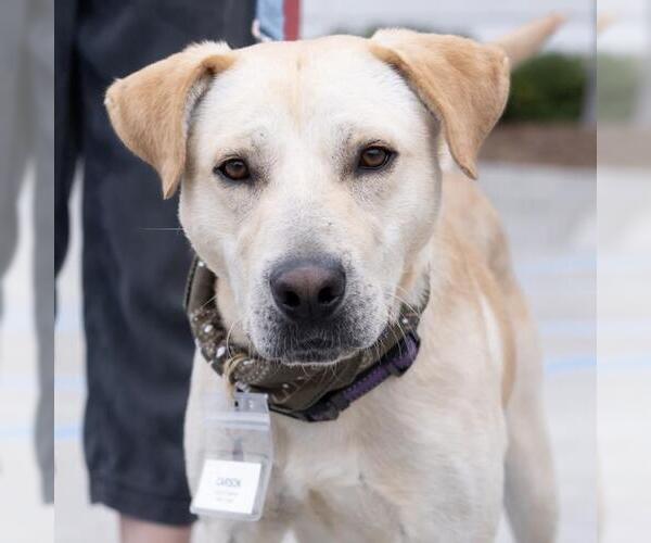 Medium Photo #16 Labrador Retriever-Unknown Mix Puppy For Sale in San Diego, CA, USA