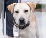 Small #15 Labrador Retriever Mix