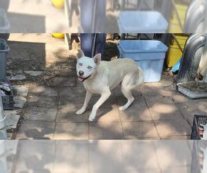 Siberian Husky-Unknown Mix Dogs for adoption in San Antonio, TX, USA