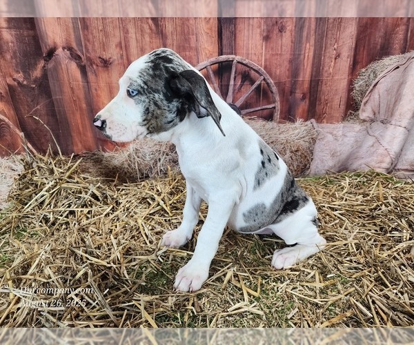 Medium Photo #9 Catahoula Leopard Dog Puppy For Sale in CUMBY, TX, USA