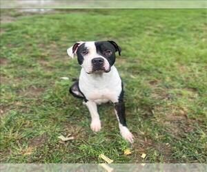 American Pit Bull Terrier Dogs for adoption in Conroe, TX, USA