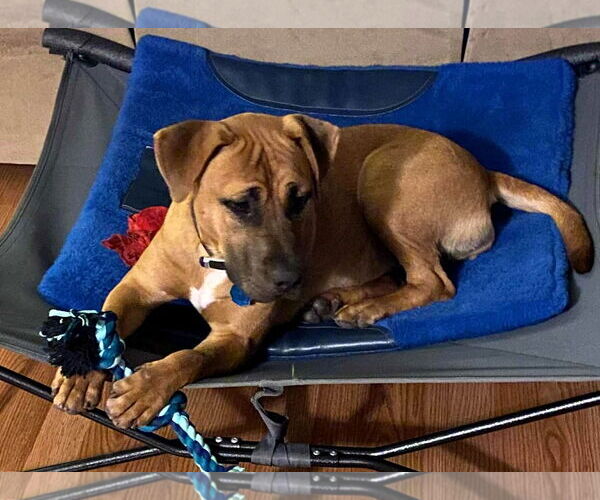 Medium Photo #8 American Pit Bull Terrier-Labrador Retriever Mix Puppy For Sale in Oakhurst, NJ, USA
