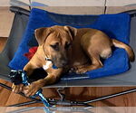 Small #7 American Pit Bull Terrier-Labrador Retriever Mix
